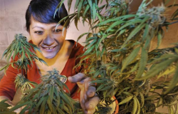 Tamara Cartwright has a license to grow and use medical marijuana. She has plants growing in her basement of her central Alberta home. (Photo by Ed Kaiser)